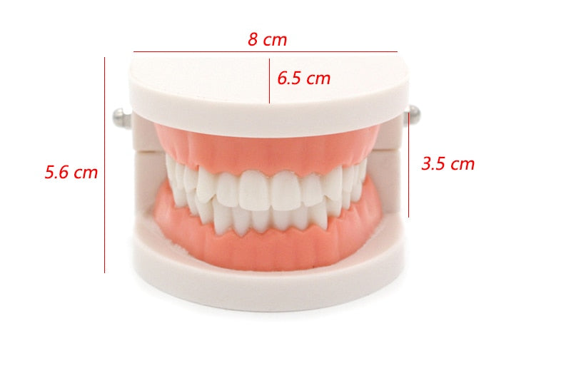 Juguetes Educativos Montessori para cepillar los dientes