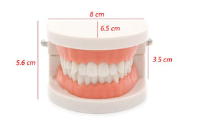 Juguetes Educativos Montessori para cepillar los dientes